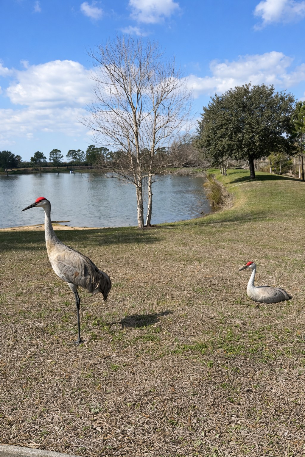Sandhill cranes by the lake in Bexley